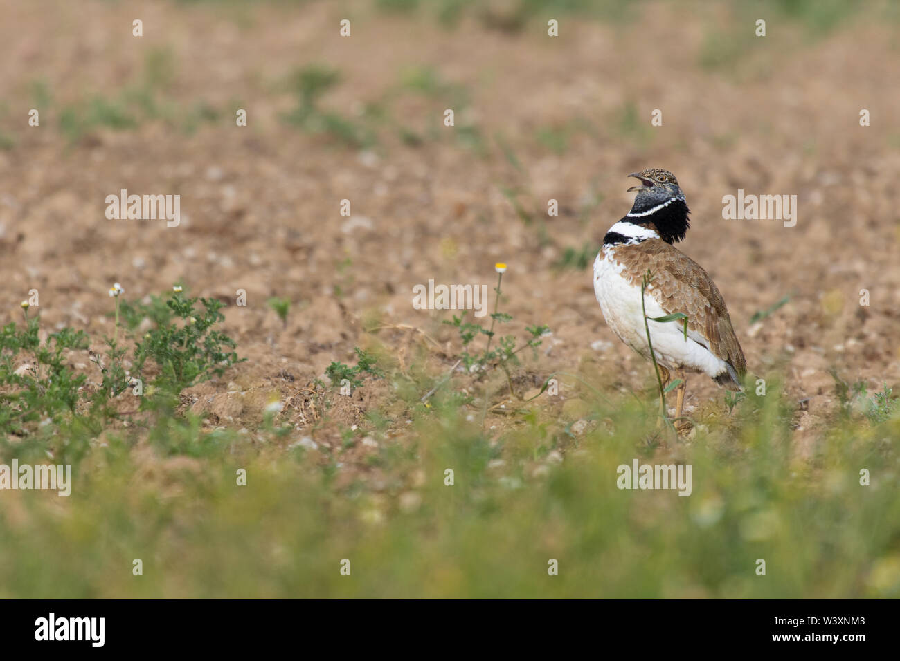 Zwergtrappe (Tetrax tetrax), männlich anzeigen, Lleida, Katalonien, Spanien Stockfoto