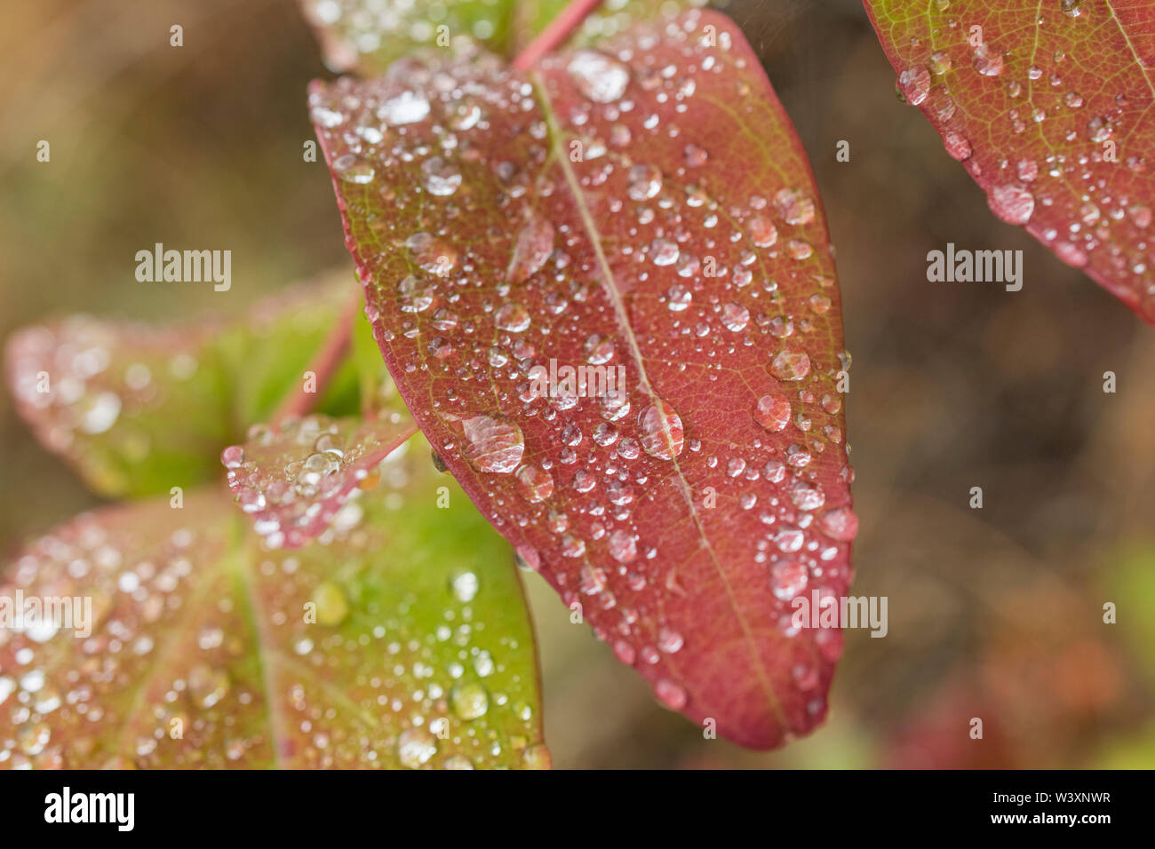 Makro Nahaufnahme von Regentropfen auf Tutsan/Hypericum androsaemum Blatt. Tutsan wurde als Arzneimittel pflanzliche Wunde Pflanze verwendet und ist nach St. John's Wort ergänzende Stockfoto