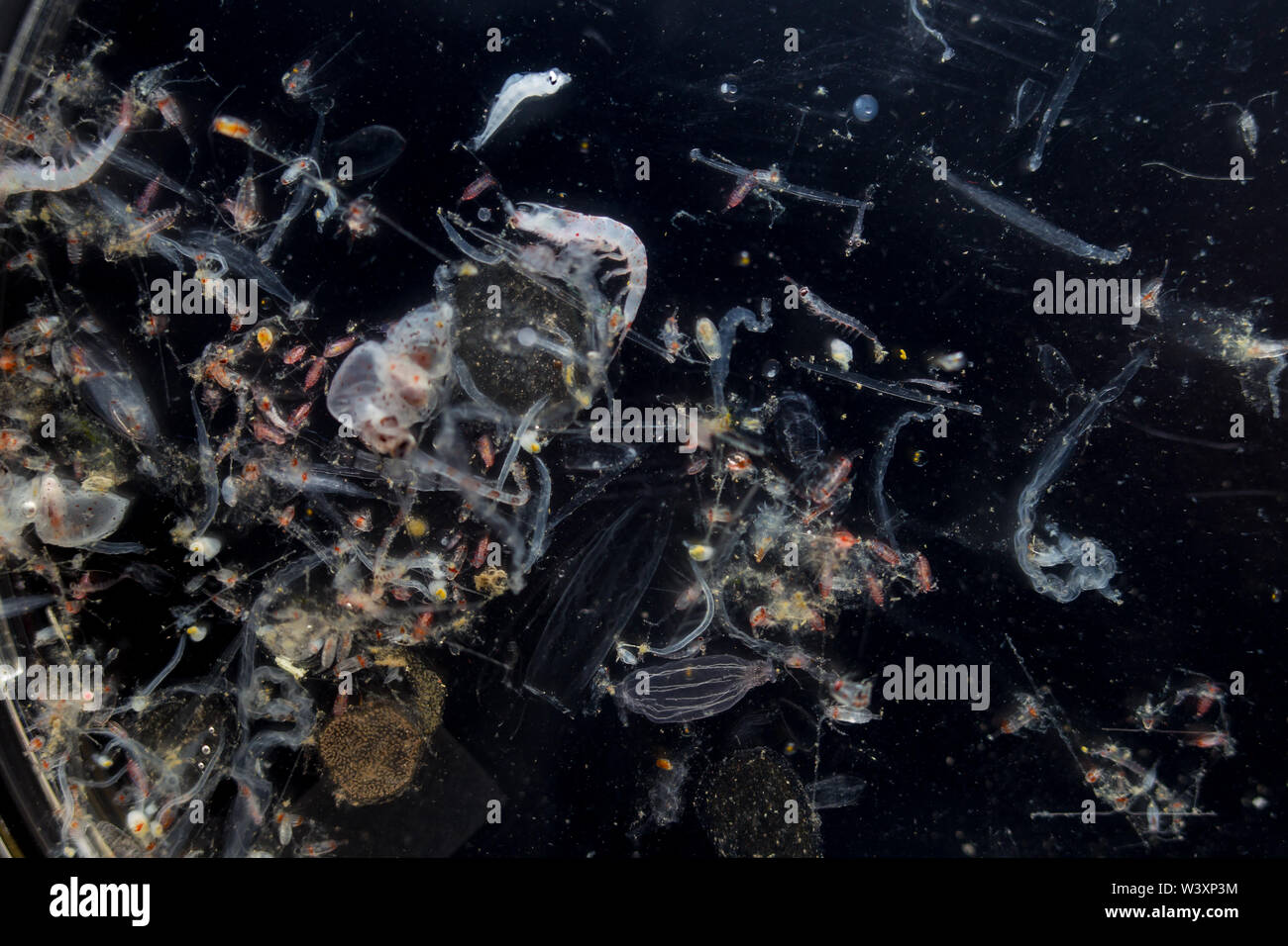 Plankton sample von meeresbiologen an Bord die ozeanographische Forschung Kreuzfahrt in den Südatlantik gesammelt. Stockfoto