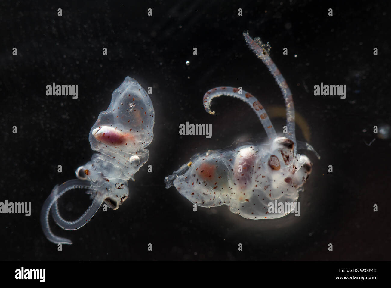 Zwei Larven squid wurden in einer Stichprobe von meeresbiologen an Bord die ozeanographische Forschung Kreuzfahrt in den Südatlantik sammelte gefunden. Stockfoto