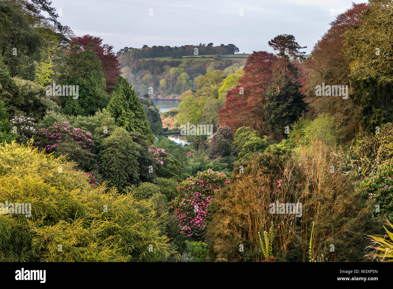 Trebah Garten; Feder; Cornwall, UK Stockfoto