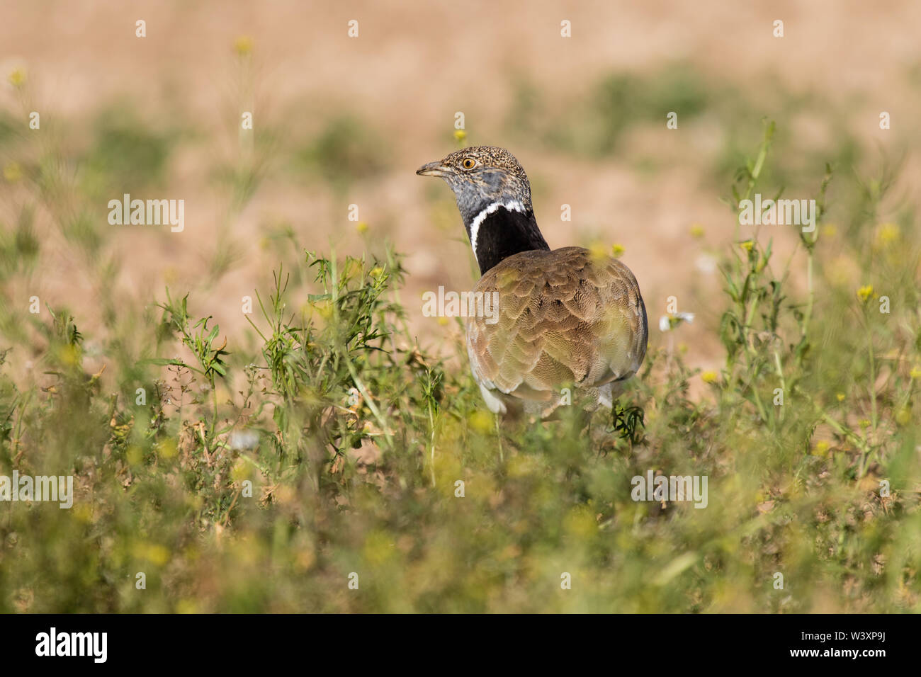 Zwergtrappe (Tetrax tetrax), männlich anzeigen, Lleida, Katalonien, Spanien Stockfoto