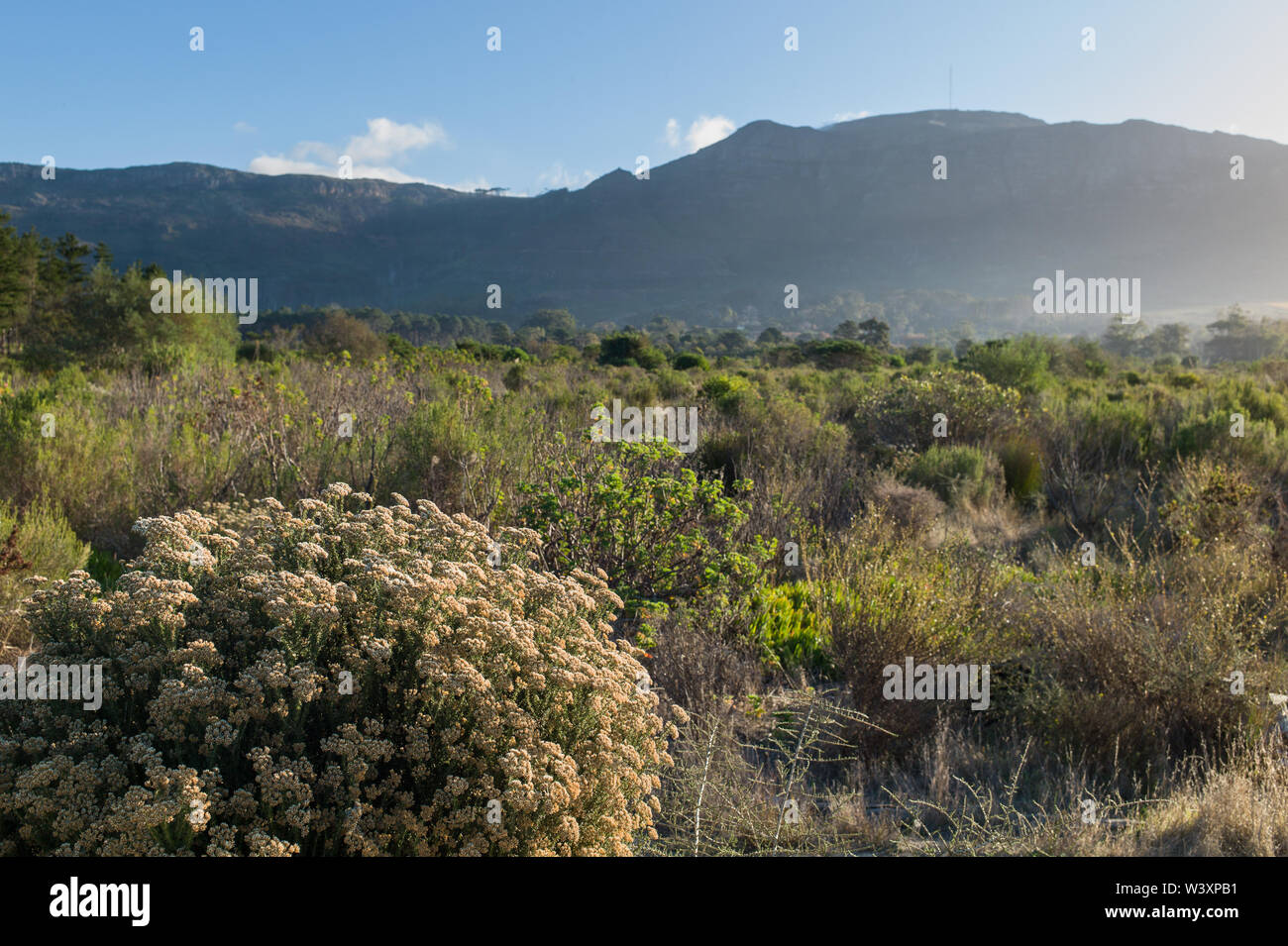Untere Tokai, Table Mountain National Park, Cape Town, Western Cape, Südafrika enthält sowohl exotische Kiefer Plantage und seltene bedrohte sand Fynbos Stockfoto