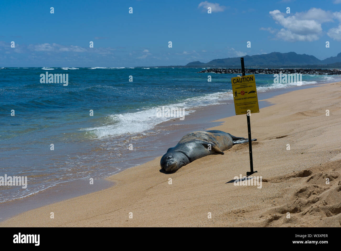 Hawaiian monk seal, Neomonachus schauinslandi, ist ein endanged Arten endemisch auf den Hawaiianischen Inseln; trotz seiner Seltenheit, Mönchsrobben werden oft gesehen Stockfoto