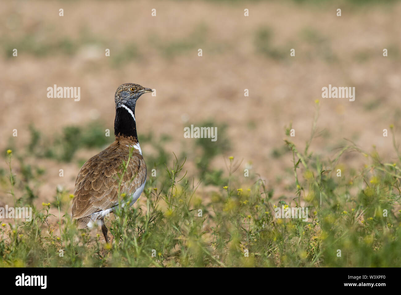 Zwergtrappe (Tetrax tetrax), männlich anzeigen, Lleida, Katalonien, Spanien Stockfoto