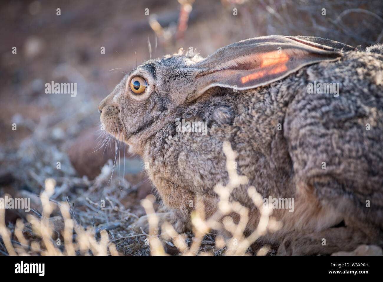 Ein Cape hase Lepus Capensis, bleibt in seiner Form erstarrt, einem flachen Depression, wo es während des Tages ruht, Tankwa Karoo National Park, Südafrika Stockfoto