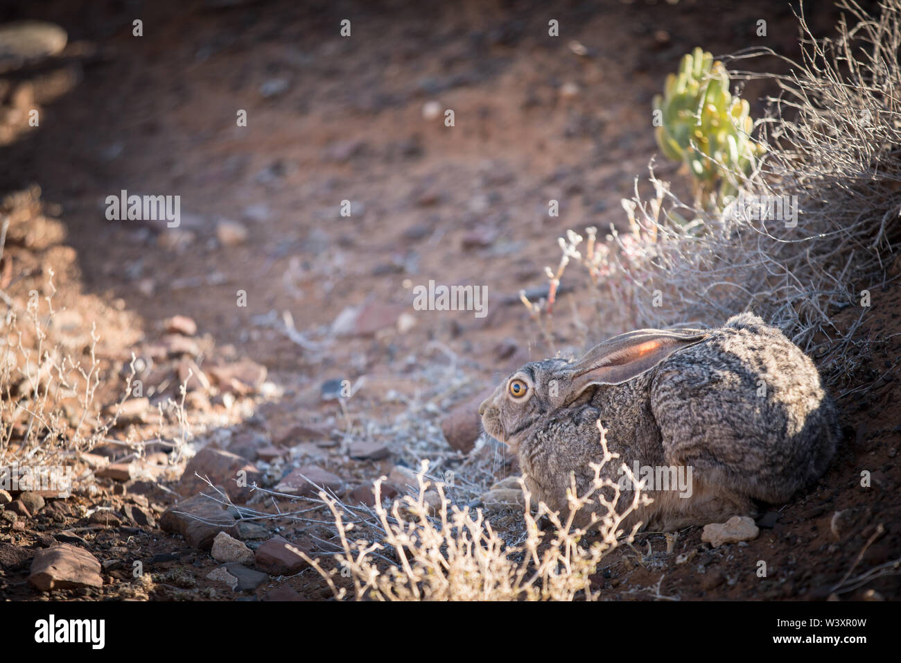 Ein Cape hase Lepus Capensis, bleibt in seiner Form erstarrt, einem flachen Depression, wo es während des Tages ruht, Tankwa Karoo National Park, Südafrika Stockfoto