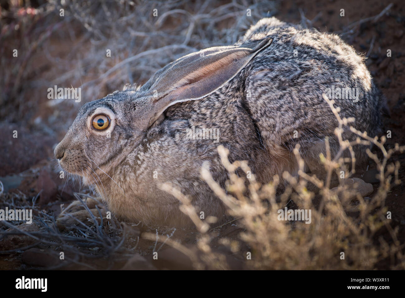 Ein Cape hase Lepus Capensis, bleibt in seiner Form erstarrt, einem flachen Depression, wo es während des Tages ruht, Tankwa Karoo National Park, Südafrika Stockfoto