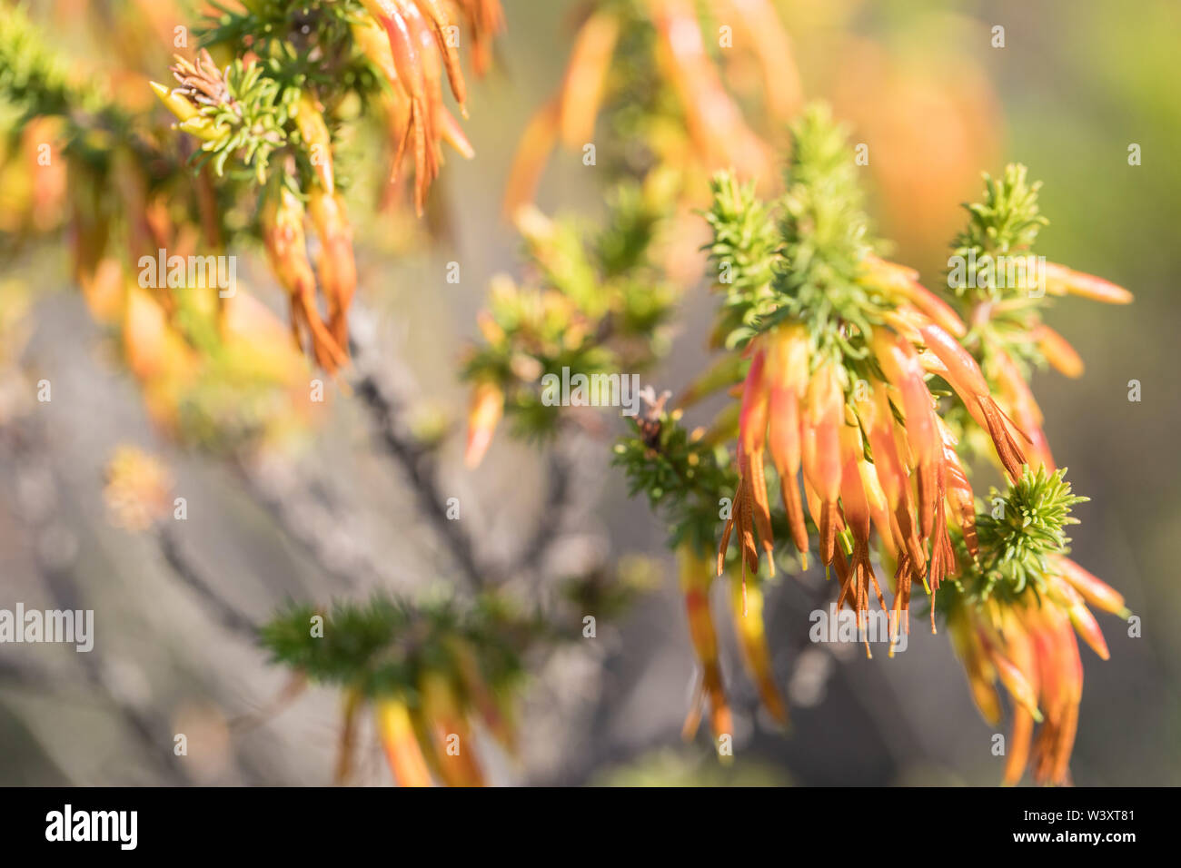 Agulhas National Park schützt Fynbos Lebensraum und bietet Wanderwege und Strand Kämmen in der Nähe von Cape Agulhas, Western Cape, Südafrika. Stockfoto