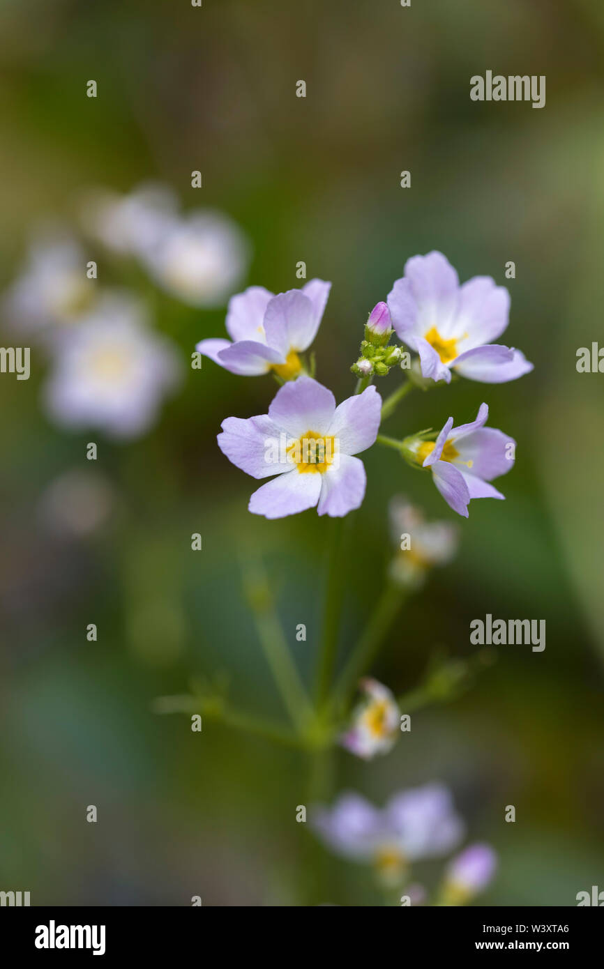 Wasser Violett; Hottonia palustris; Blüte; UK Stockfoto