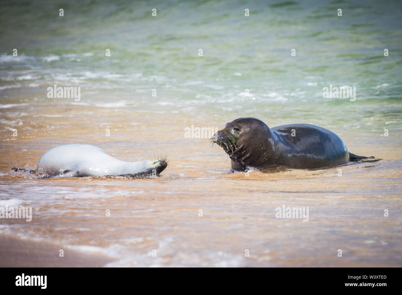Hawaiian monk seal, Neomonachus schauinslandi, gefährdete Arten endemisch auf den Hawaiianischen Inseln; trotz seiner Seltenheit, Mönch Dichtungen können oft gesehen werden. Stockfoto
