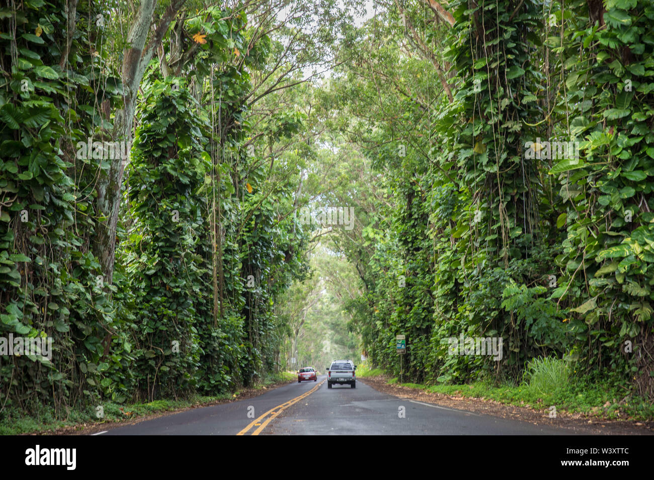 Eukalyptusbäume von Ananas baron Walter McBryde vor einem Jahrhundert spendete einen Baum Tunnel auf der Autobahn 520, Maliuhi Straße nach Poipu, Kauai, Hawaii, USA Stockfoto