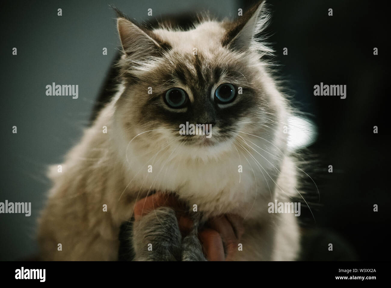 Alaskan Katze mit blauen Augen Stockfoto