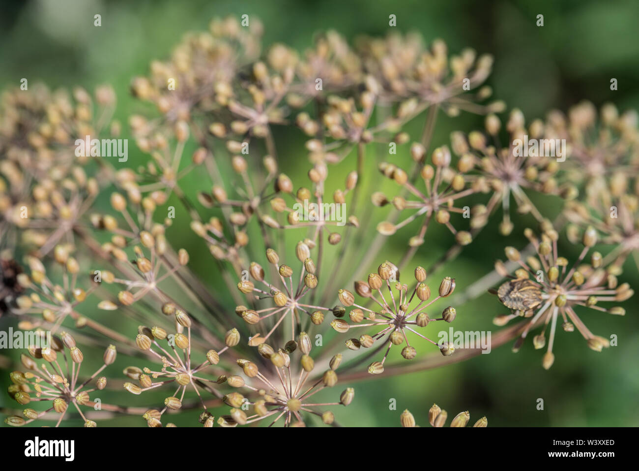 Dill (Anethum graveolens) Samen im Garten Makro selektiven Fokus Stockfoto