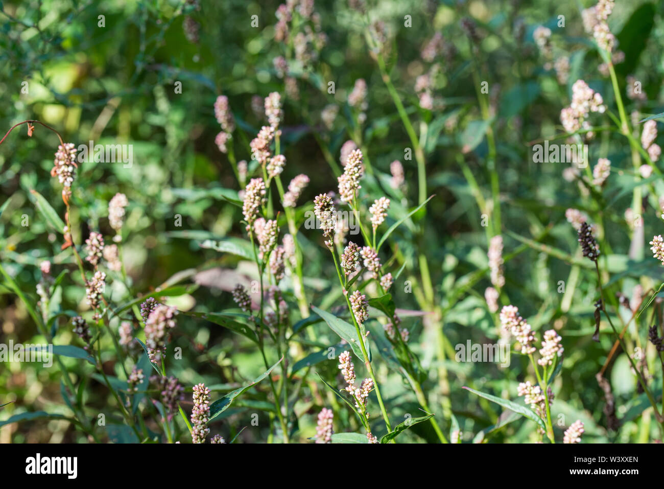 Persicaria maculosa, Daumen blumen Lady's in der Wiese Stockfoto