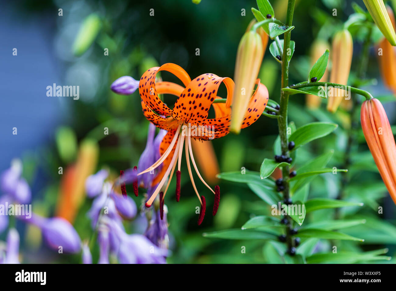 Ein Tiger Lily blühenden Neben dem Lavendel Hostas Stockfoto