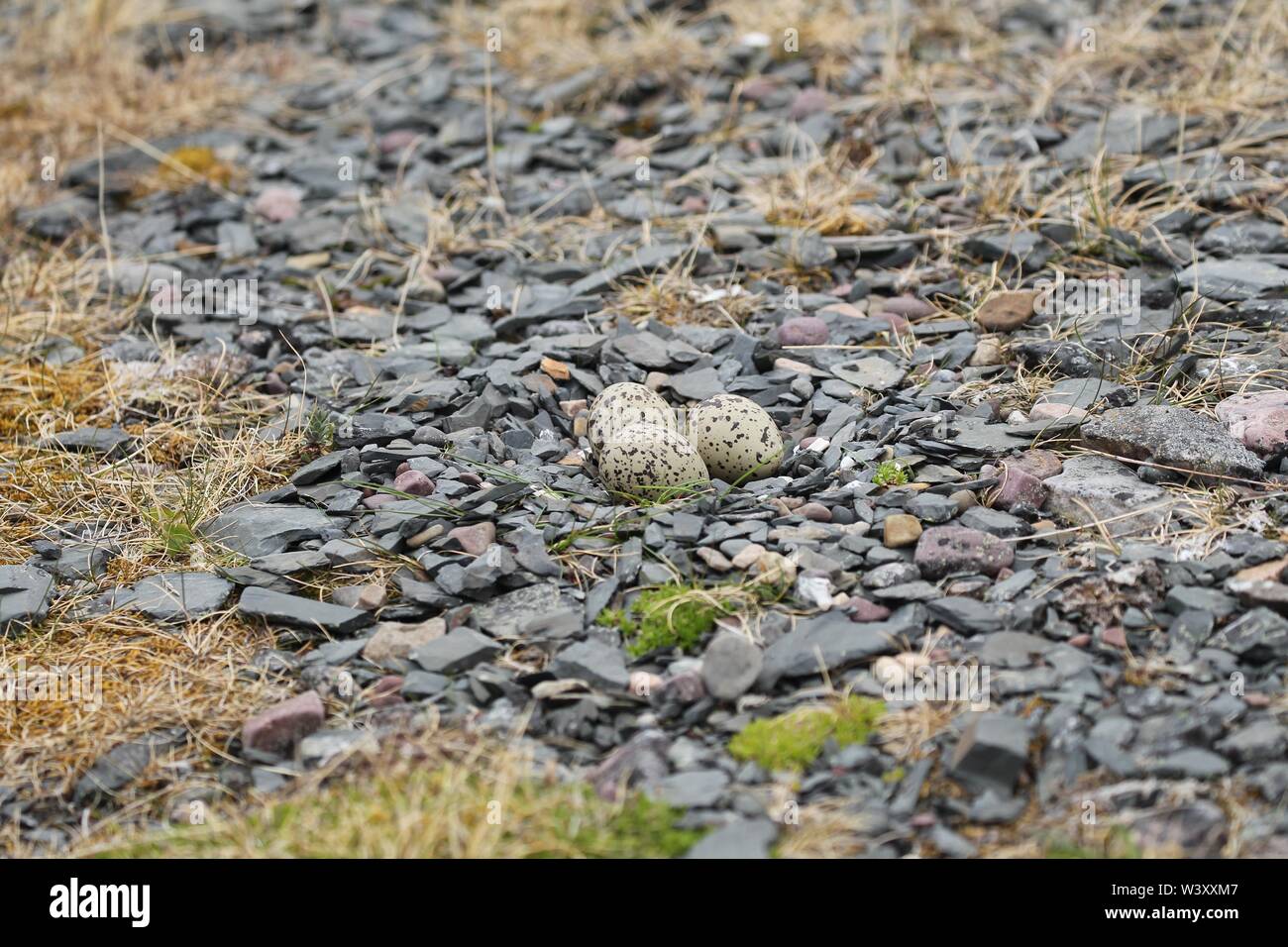 Eurasischen Austernfischer (Haematopus ostralegus), Kupplung mit drei Eier zwischen den Steinen auf einem Kies Bank, Barentssee, Nördliches Norwegen Stockfoto