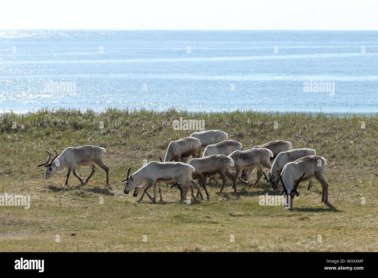 Rentiere (Rangifer tarandus) in der Tundra, hinter der Barentssee, Nordnorwegen, Norwegen Stockfoto