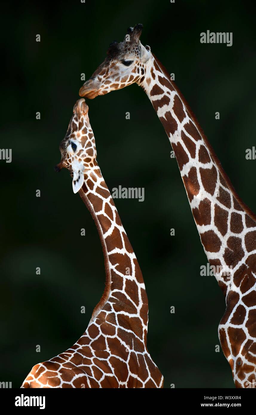 Zwei Netzgiraffe (Giraffa Camelopardalis reticulata), zärtlich berühren, Mutter Tier- und jungen Tier, Captive, Deutschland Stockfoto