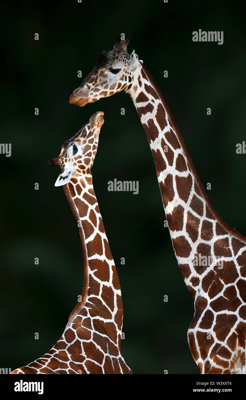 Zwei Netzgiraffe (Giraffa Camelopardalis reticulata), Mutter Tier- und jungen Tier, Captive, Deutschland Stockfoto