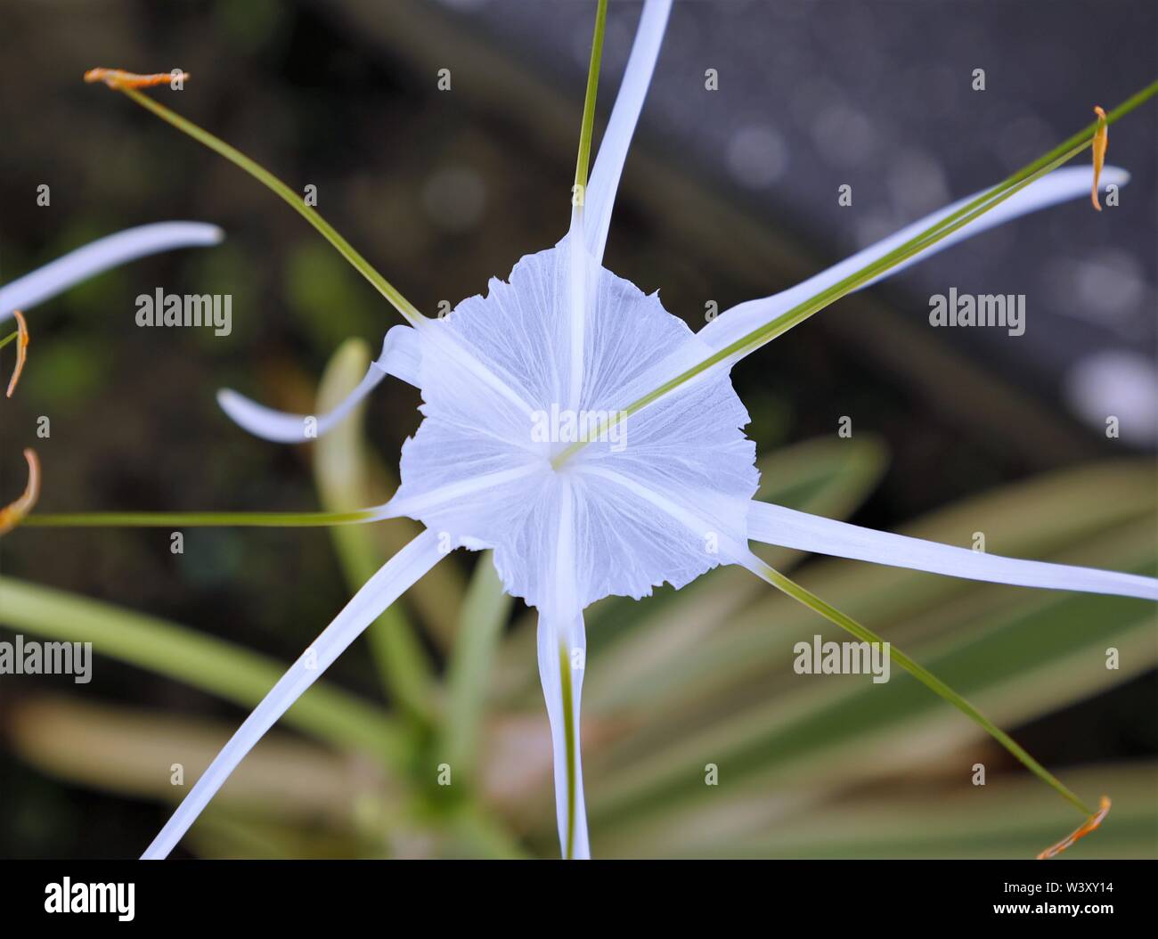 Lokalen Dschungel Blume. Stockfoto