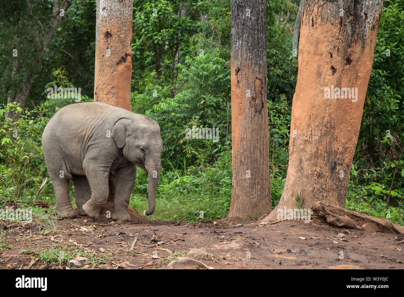 Baby Elephant Kratzer auf einem Baum, Mae Wang, Chiang Mai, Thailand. Stockfoto