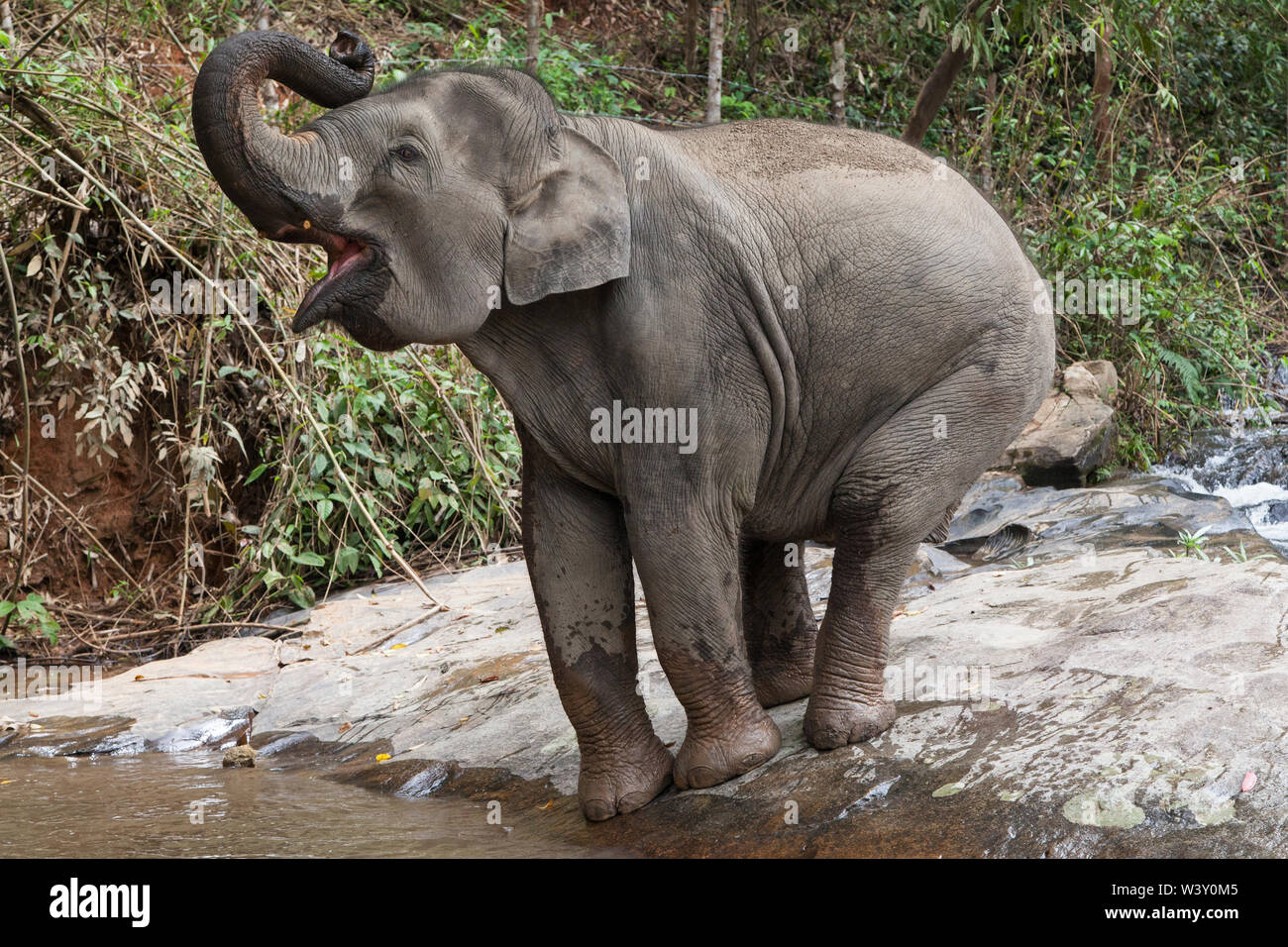 Asiatischer Elefant Trompetet am Fluss Ufer, Mae Wang, Chiang Mai, Thailand. Stockfoto