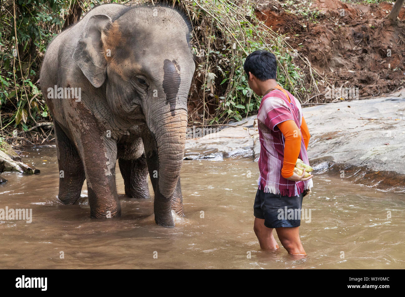 Mae Wang, Thailand - September 5, 2019: Der junge Elefant mit seinem mahout in den Fluss bei Karen Elefant finden, Mae Wang, Chiang Mai, Thailand. Stockfoto
