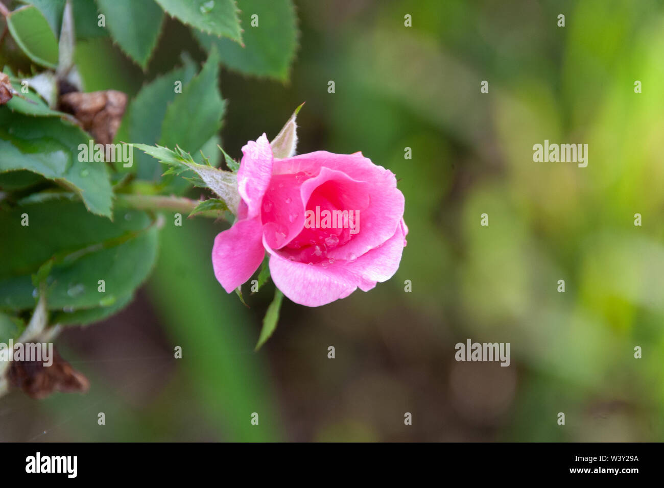 Pink rose bud mit Tau auf seine Blütenblätter Stockfoto