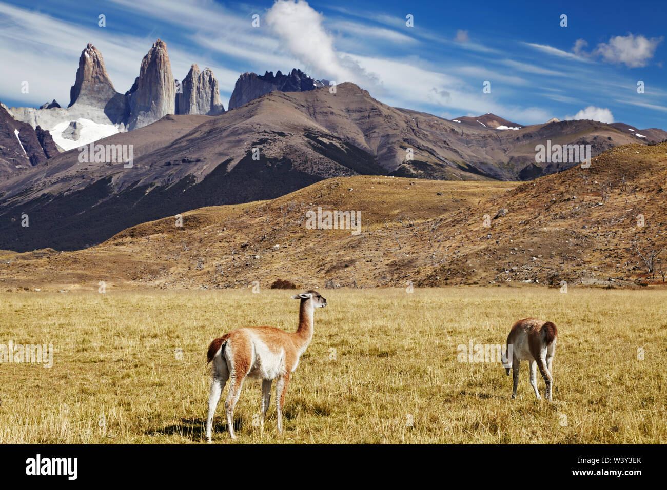 Guanako im Torres del Paine Nationalpark, Patagonien, Chile Stockfoto