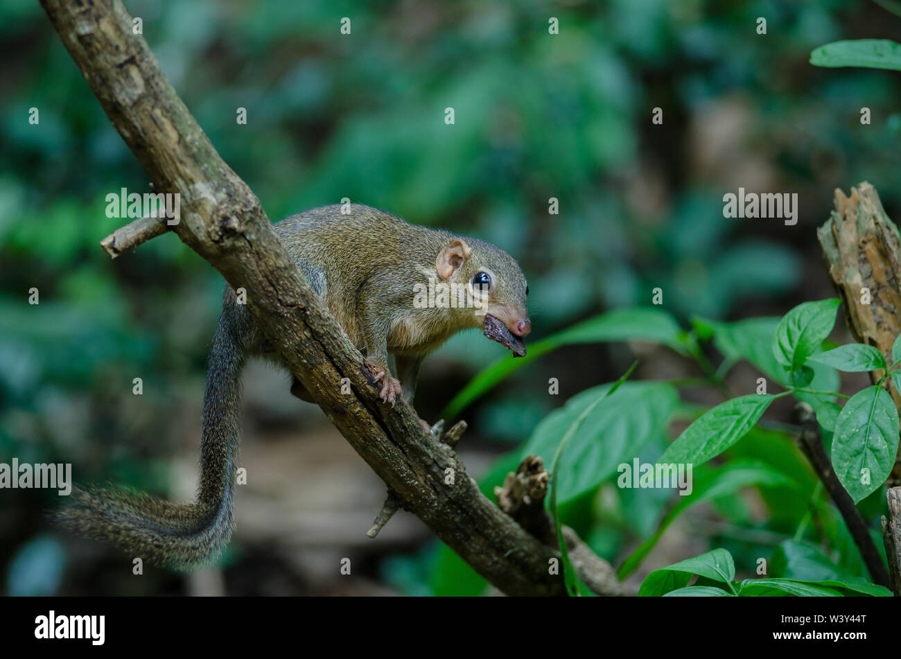 Gemeinsame Treeshrew oder südlichen Treeshrew (Modellorganismus Glis) im Wald von Thailand Stockfoto