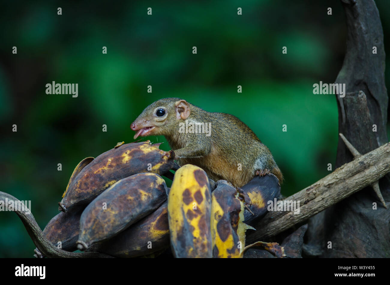 Common treeshrew oder Südlichen treeshrew (Tupaia glis) im Wald von Thailand, essen Bananen Stockfoto