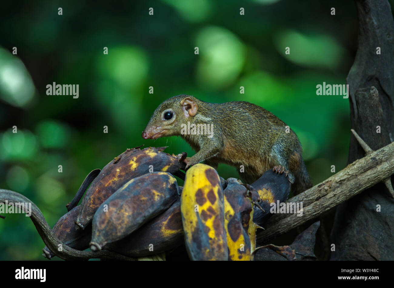 Common treeshrew oder Südlichen treeshrew (Tupaia glis) im Wald von Thailand, essen Bananen Stockfoto