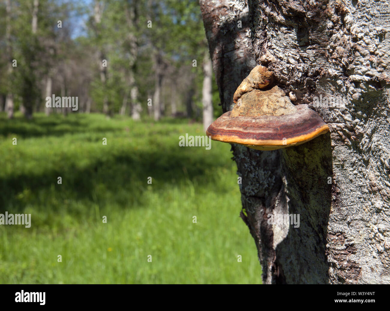In der Nähe auf einem roten Gürtel conk auf einem grauen Erle. Gemeinsame Pilz auf einem grauen Erle, Stamm. Stockfoto