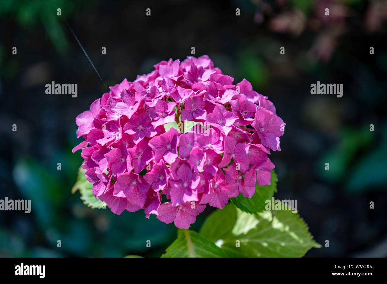 Schöne Lila, violette Blumen; Hortensien Stockfoto