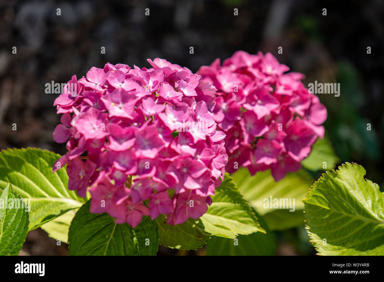 Schöne Lila, violette Blumen; Hortensien Stockfoto