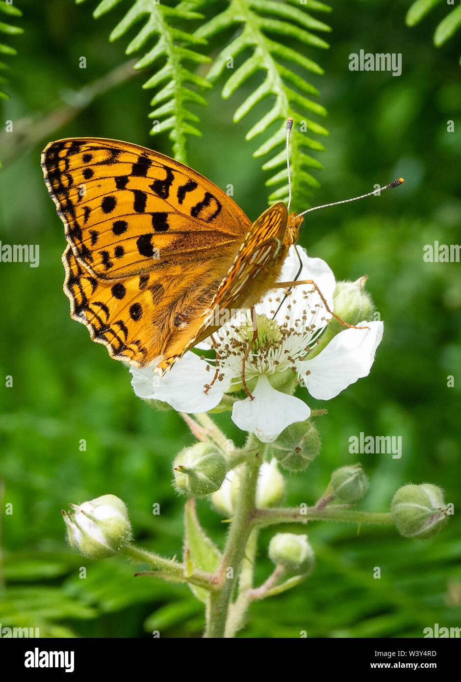 Hohe braun fritillary Ceriagrion adippe weiblichen Fütterung am Dornbusch in Heddon Tal an der Küste von North Devon UK Stockfoto