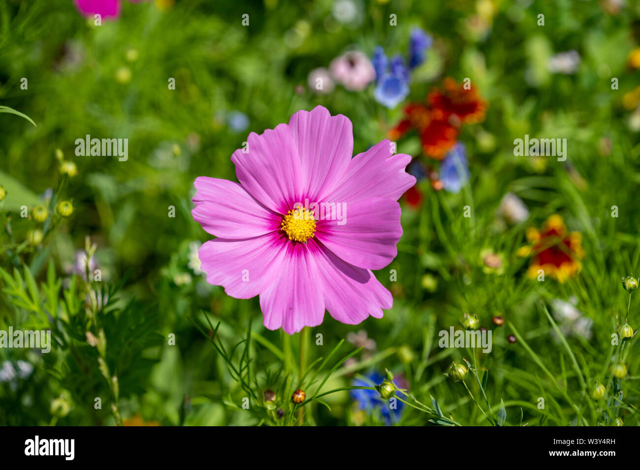 Schöne lila Blüte in einer Blumenwiese Stockfoto