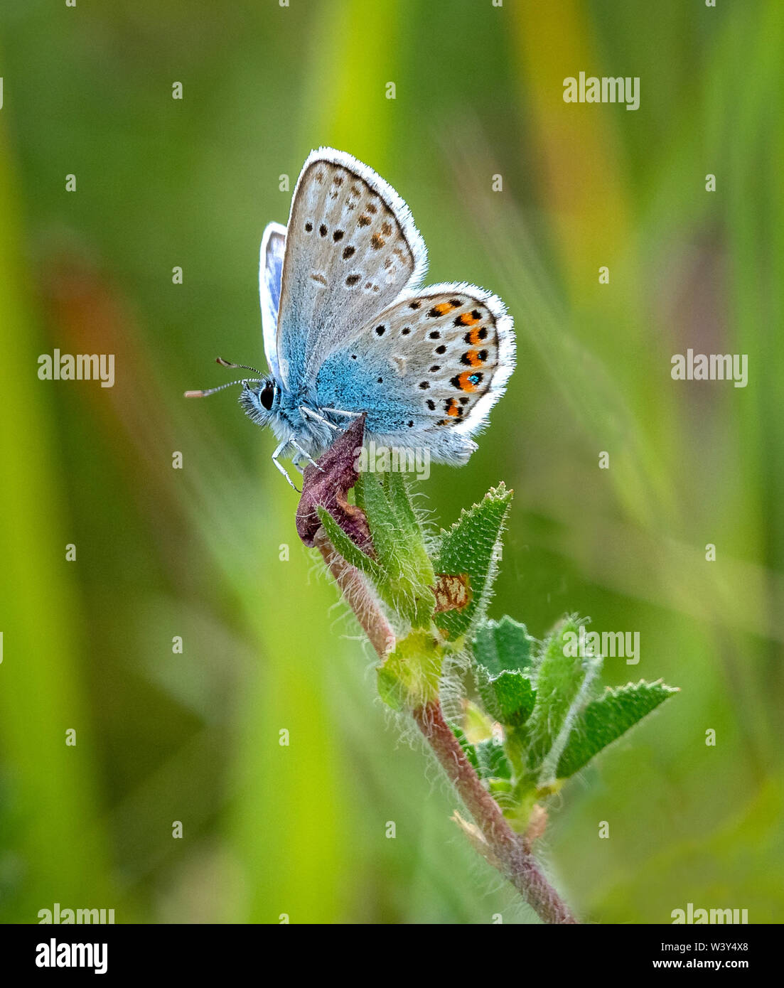 Männliche Silber verzierte blau Plebejus argus Unterseite auf der Isle of Portland in Dorset UK Stockfoto