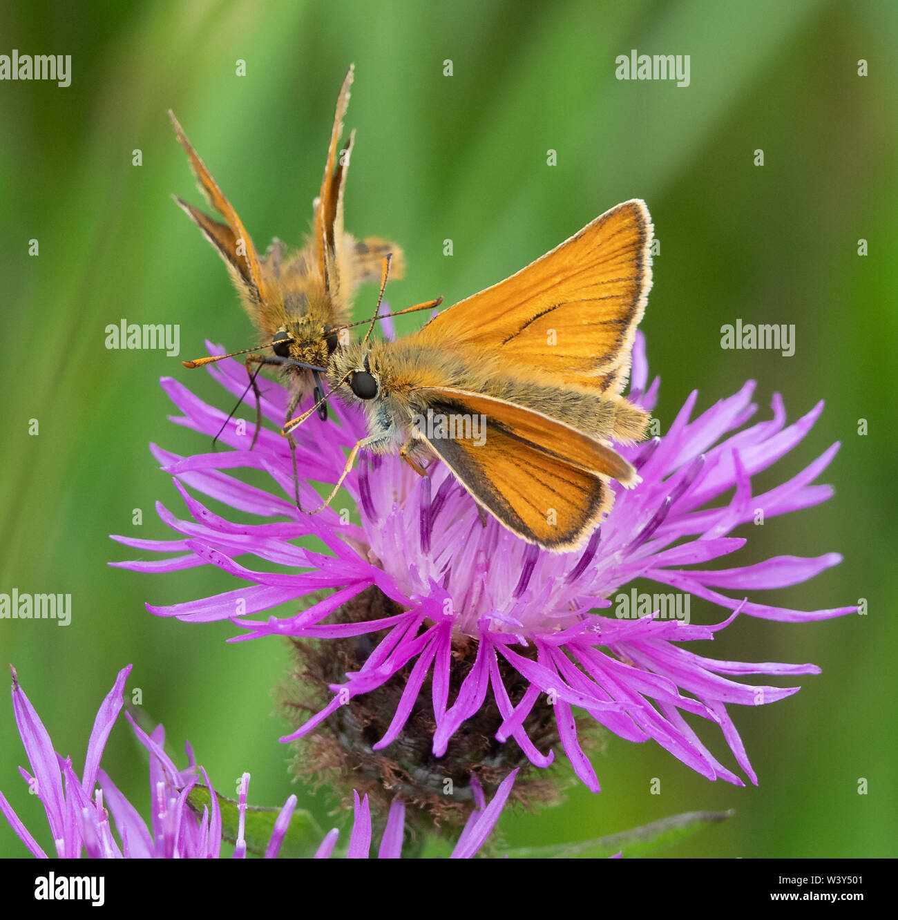 Kleine skipper Schmetterlinge Thymelicus sylvestris Kreuzung Antennen auf größere Flockenblume auf einer blühenden Wiese in Wiltshire UK Stockfoto