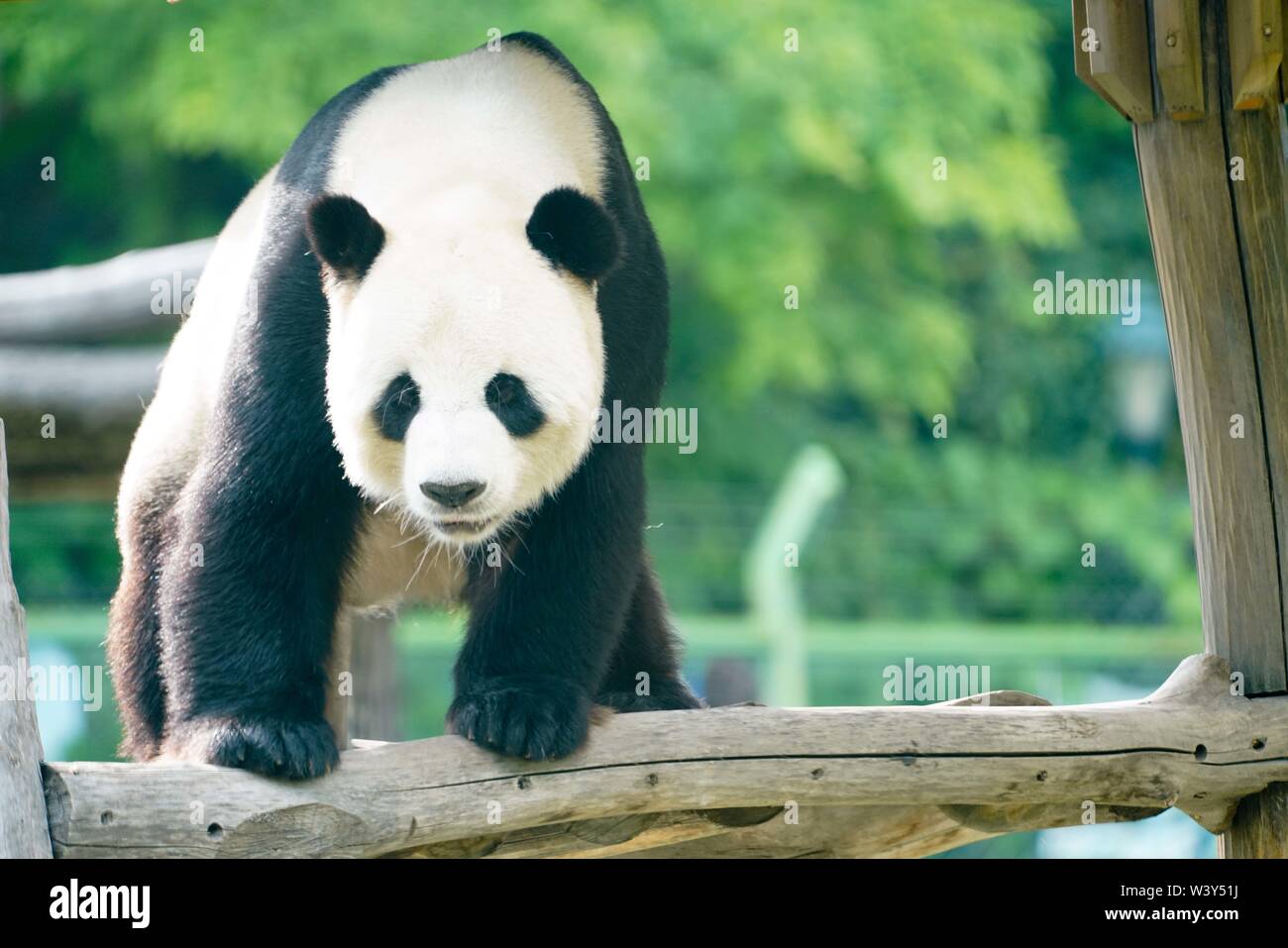 Shangzhi. 18 Juli, 2019. Panda Panda Youyou spielt am Haus im Skigebiet Yabuli im Nordosten der chinesischen Provinz Heilongjiang, 18. Juli 2019. Riesenpandas Sijia und Youyou kam aus der Provinz Sichuan zu Yabuli im Juli 2016, und jetzt sind Sie gut an das lokale Klima angepasst haben. Credit: Wang Song/Xinhua/Alamy leben Nachrichten Stockfoto