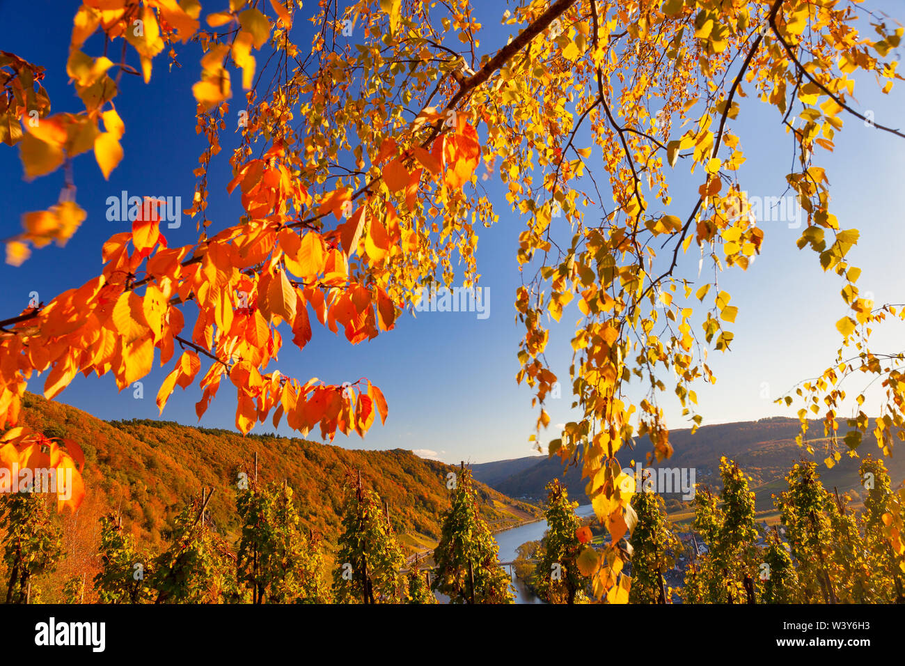 Herbst Landschaft der Mosel in Deutschland auf einem schönen Herbst Tag mit strahlendem Sonnenschein und die Farben des Herbstes, Europa Stockfoto