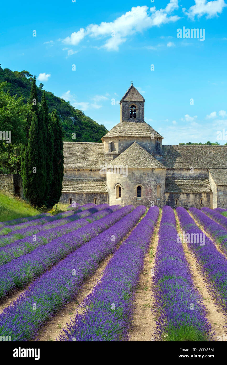 Lavendelfelder in voller Blüte Anfang Juli in der Abbaye de Senanque Abtei, Vaucluse, Provence-Alpes-Cote d'Azur, Frankreich Stockfoto