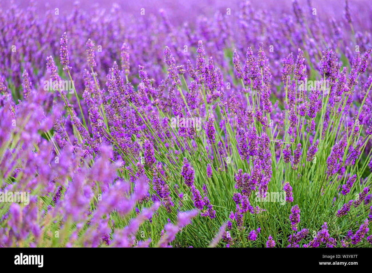 Lavendel Blüten in Höhe von Bloom Anfang Juli, Plateau de Valensole, in der Nähe von Puimoisson, Provence-Alpes-Cote d'Azur, Frankreich Stockfoto