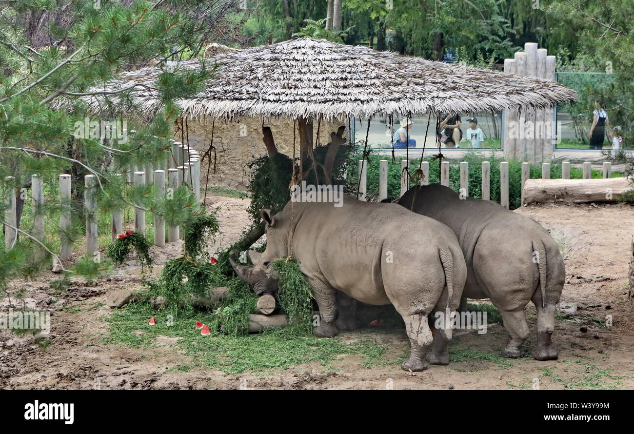 (190718) - Peking, 18. Juli 2019 (Xinhua) - Nashörner weiden unter einer Sonne in Beijing Zoo Halle in Peking, der Hauptstadt von China, 18. Juli 2019. In der glühenden Hitze des Sommers, Beijing Zoo hat viele Maßnahmen zu halten Tiere cool. Unter Berücksichtigung der unterschiedlichen Gewohnheiten der Tiere, verschiedene Maßnahmen wie Klimaanlage, Eiswürfel, Auto-Sprühsystem, Planschbecken, und hoher Feuchtigkeit Früchte wurden verwendet, um sicherzustellen, dass Tiere haben einen angenehmen Sommer. (Xinhua / Li Xin) Stockfoto