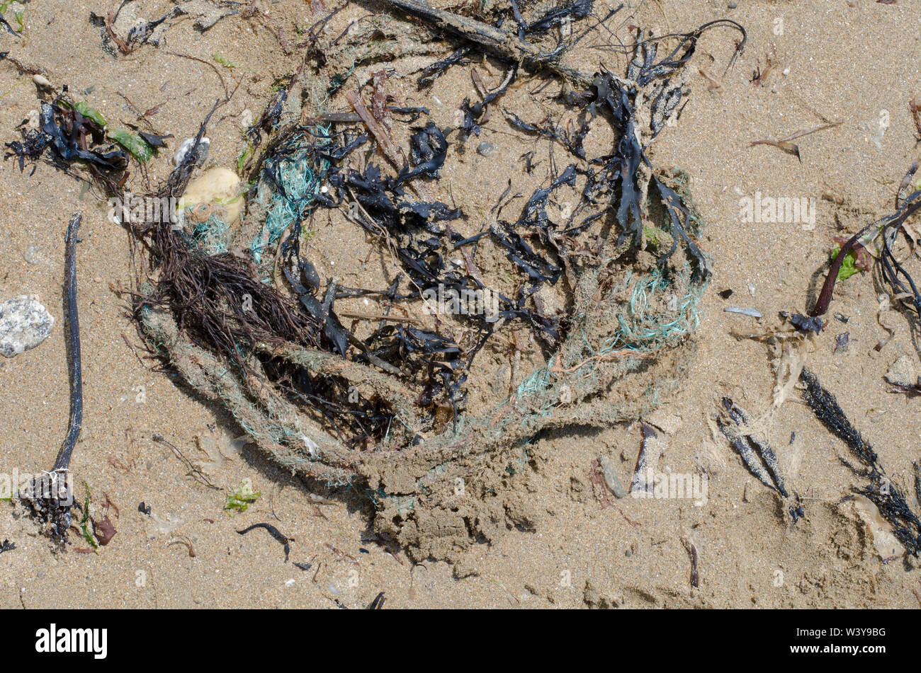 Angeln Kunststoff in Algen am Strand Stockfoto