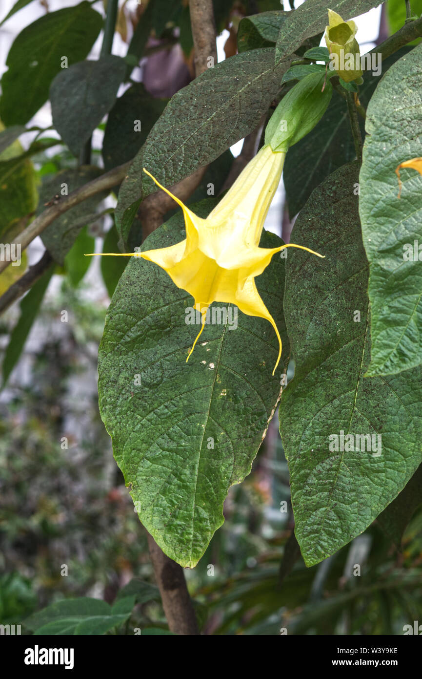 Brugmansia suaveolens, duftende Gelb Stockfoto