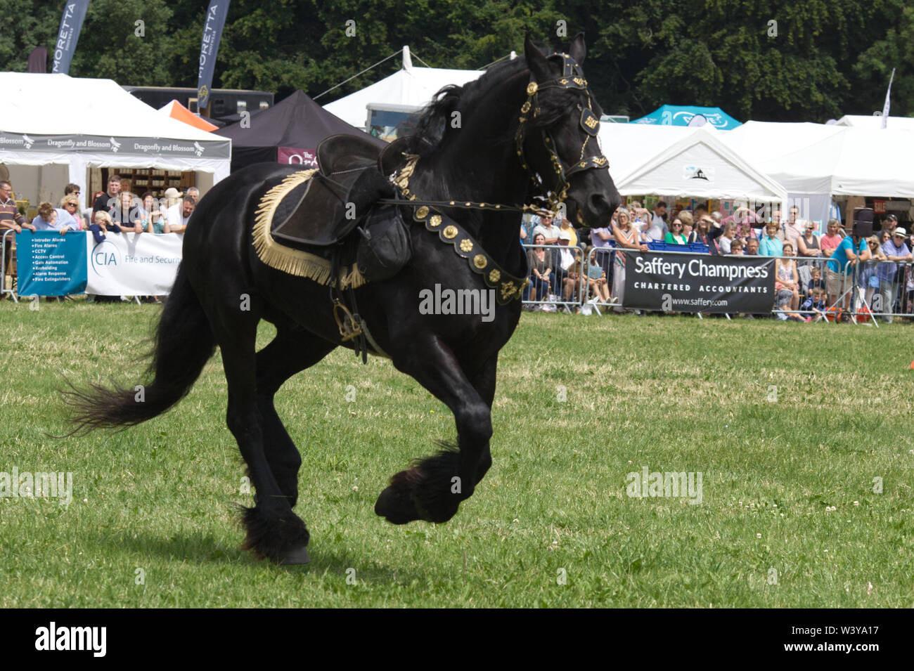 Reines Blut Lusitano, schwarzen Hengst um eine Arena galoppieren. Stockfoto
