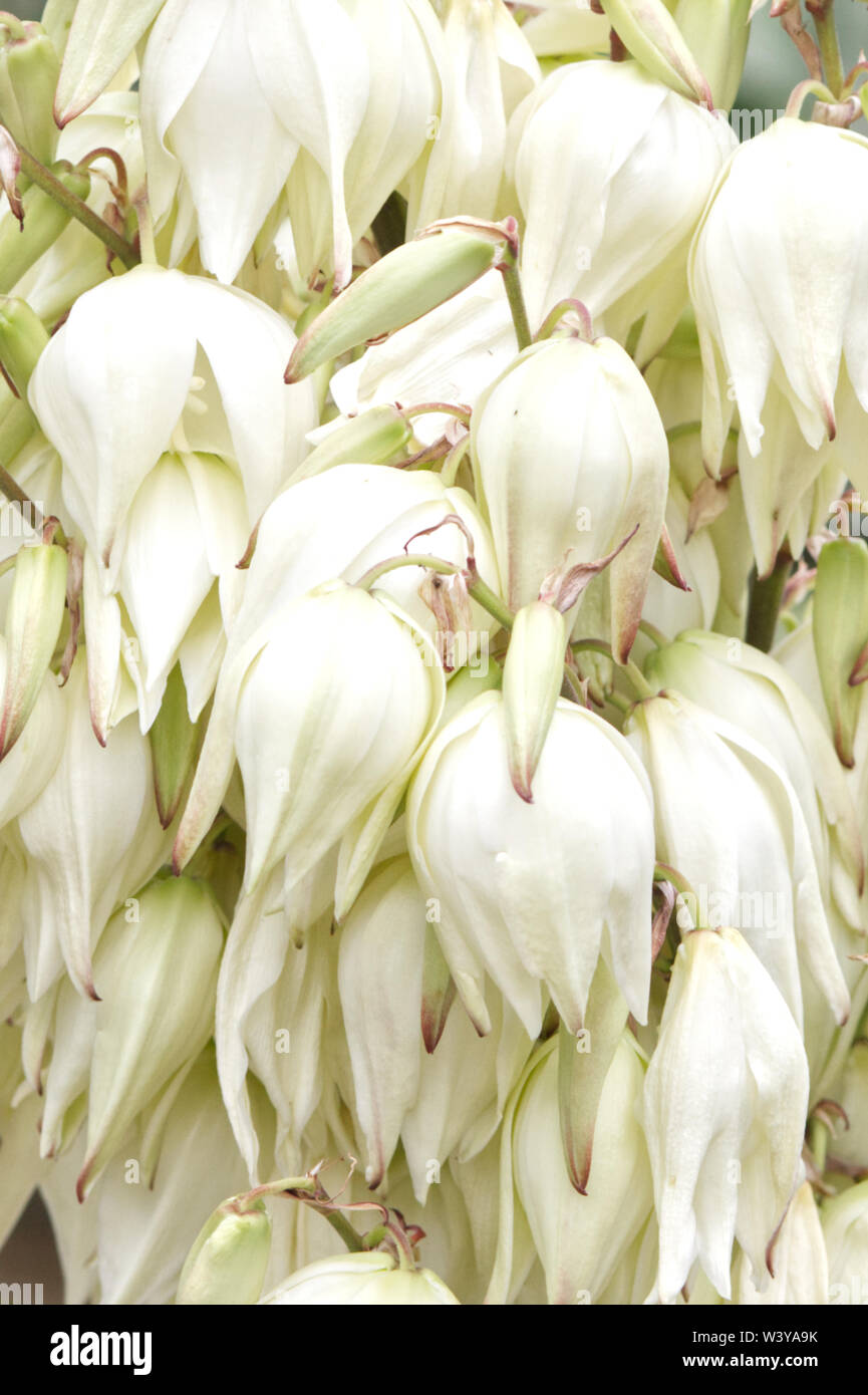 Nahaufnahme der Yucca filamentosa Blumen Stockfoto