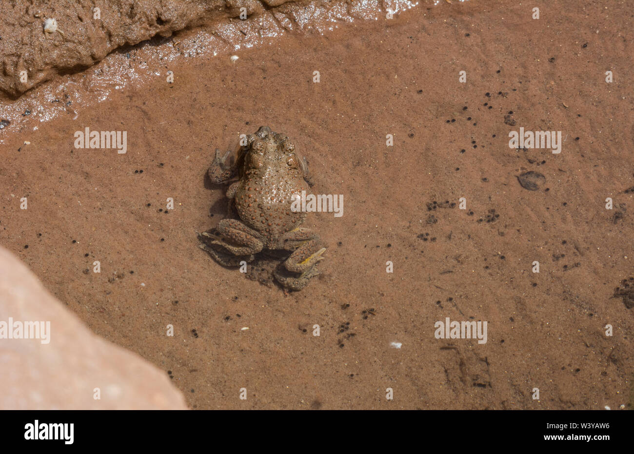 Nach rot-gepunktete Kröten (Anaxyrus punctatus) in amplexus von Mesa County, Colorado, USA. Stockfoto